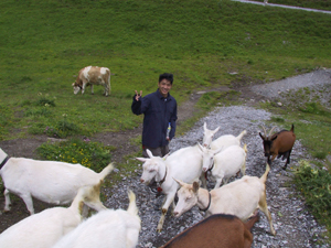 Goat swarm at the top of First point - Grindelwald, Switzerland