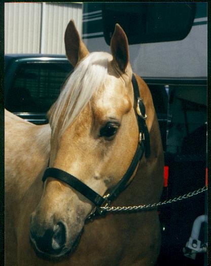 Image of bueno.jpg