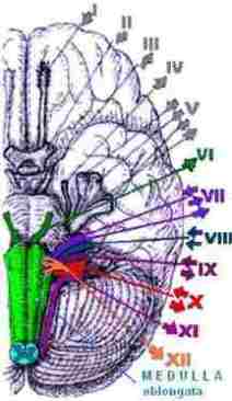 12 Hirnnerven, stammhirn, medulla ablongata