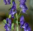 Aconitum Eisenhut, Mittel der homöopathie