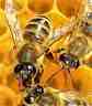 apis, honigbiene, mittel_tinktur.jpg