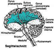 sagitalschnitt hirnregion, Medulla oblongata, kleinhirn