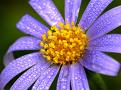 flider_blume