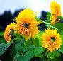gelbe blumen