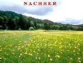 Heiler wald