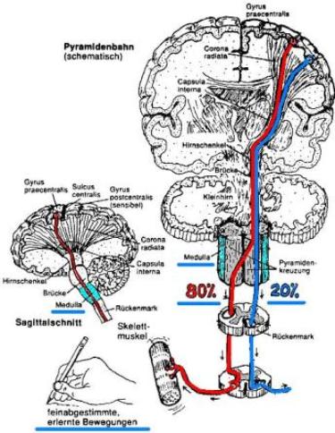 zentralnervensystem_pyramidenbahn_zns
