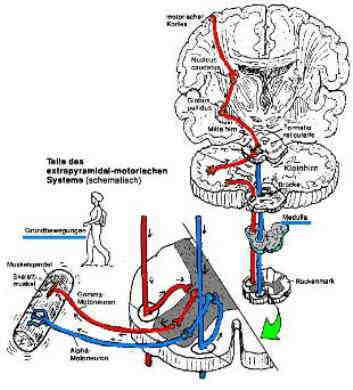 zns_extrapyramidal_nervensystem.jpg