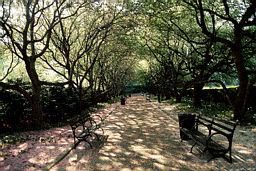 Trees Shading Central Park Path