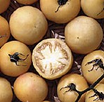 seedsavers