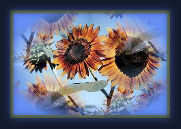 sunflowers