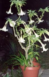 angeltrumpet.jpg (13283 bytes)