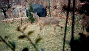 backyarddeer.jpg (16830 bytes)