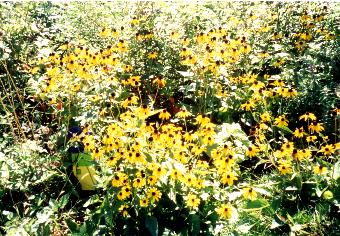 browneyedsusans.jpg (42737 bytes)
