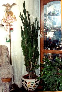 cactus.jpg (20486 bytes)