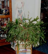 christmascactus.jpg (12541 bytes)