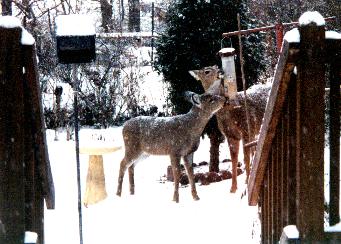 deer.jpg (25830 bytes)