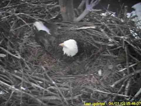 Check Out This Eagle in Massachusetts!!!