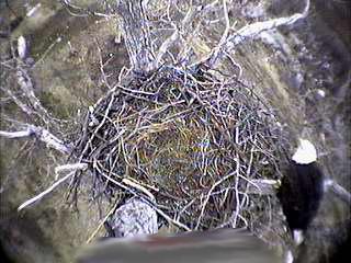 Eagles In Alaska!