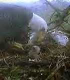eaglebaby.jpg (4256 bytes)