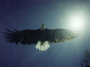 Tennessee Eagles!!