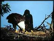 eaglenest1.jpg (6161 bytes)