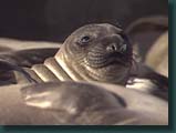 Check Out the Seals!!