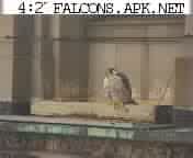 Falcons in Cleveland!!