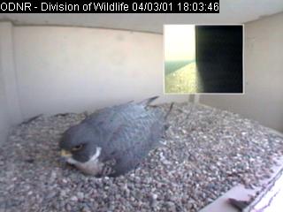 Falcon On Nest In Columbus Ohio!!