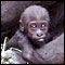 Oh, You're the Gorilla My Dreams!!!!