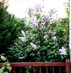 lilac.jpg (30012 bytes)