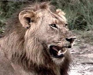 King of the Jungle!! See Lots More..