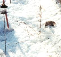 opossum.jpg (9491 bytes)