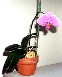 orchid.jpg (9185 bytes)