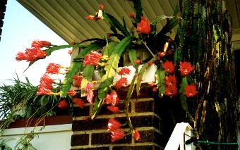 orchidcactus2.jpg (24124 bytes)
