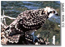Beautiful Bird!