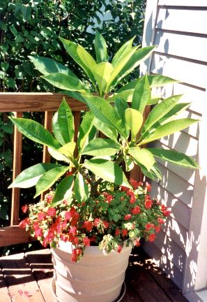 plumeria.jpg (40441 bytes)