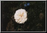 rosewhite.jpg (4960 bytes)