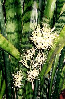 snakeplant.jpg (25044 bytes)