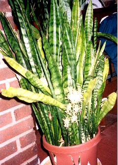 snakeplant2.jpg (29132 bytes)