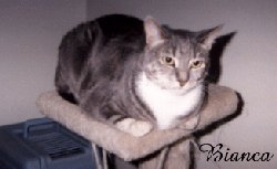 Bianca