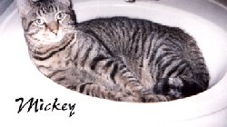 Mickey