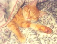 I'm not sleeping - just resting my eyes