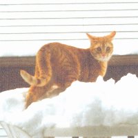 Meow - Look at me