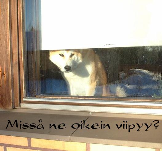 Miss�s ne pojat viipyy?