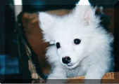 fluffy.jpg (25488 bytes)