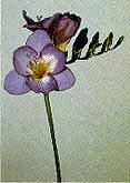 freesia