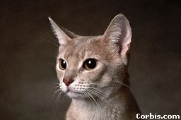 Abyssinian!