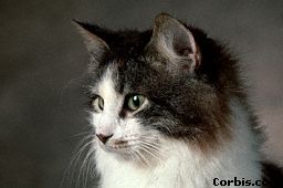 Siberian!