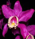 Cattleya