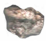 Crinoidal Limestone